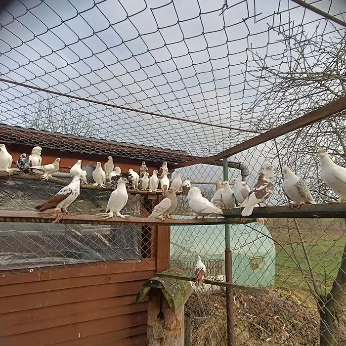 Sprzedam ozdobne gołębie