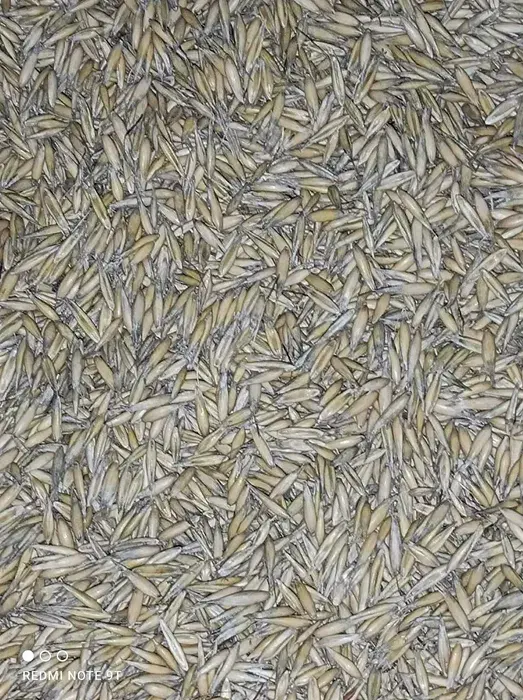 Sprzedam zboże – pszenżyto ozime i owies jary