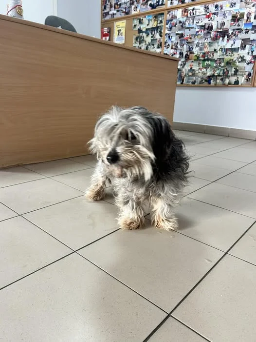 Znaleziono psa w Turzy Wielkiej!