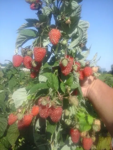 Sadzonki maliny Polonez – 25 sztuk